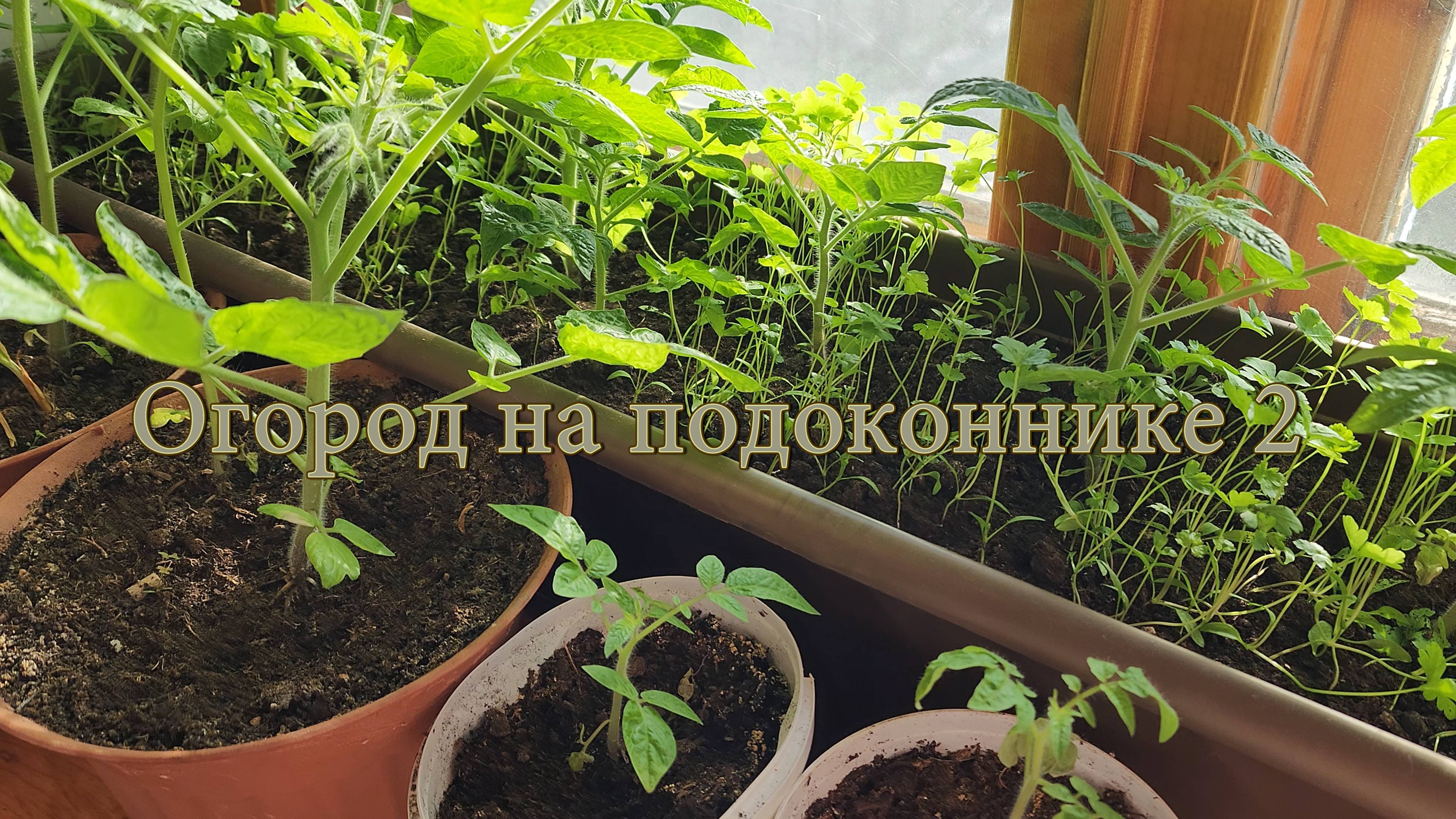 Огород на подоконнике 2 смотреть онлайн