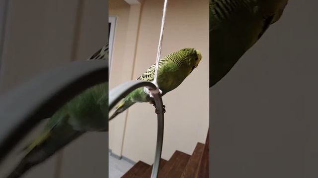 Мои любимые птички! смотреть онлайн