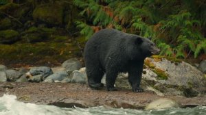 Волки острова Ванкувер 3 серия «Осень» (документальный сериал, 2022)