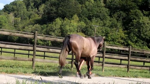 2021 Purebred Arabian Sale - Lot 30 f. JULIE DE FAUST (AF ALBAHAR x SILAYAH) смотреть онлайн