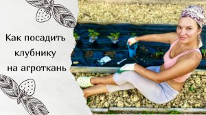Посадка клубники на агроткань|Почему выбираю агроткань