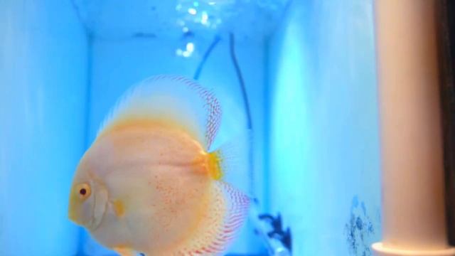 Top 10 Amazing Discus Fish Variety In The World смотреть онлайн