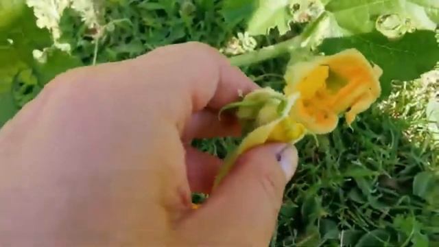 Mini Hugel Garden for our Chickens! Grow this Stuff! смотреть онлайн