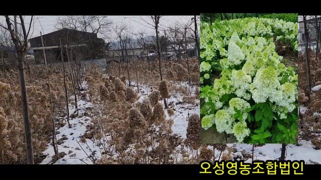 목수국 라임라이트(Lime Light), Hydrangea paniculata 'Lime light', 강원도 춘천의 수국농원 смотреть онлайн