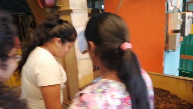 TEA FACTORY SRILANKA | CANDY TEA FACTORY SRILANKA смотреть онлайн