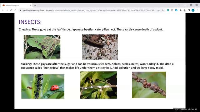Tree Health, Diseases, and Pests presented by Certified Arborist Christie Bryant смотреть онлайн