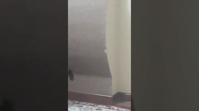 Красотка(1) смотреть онлайн