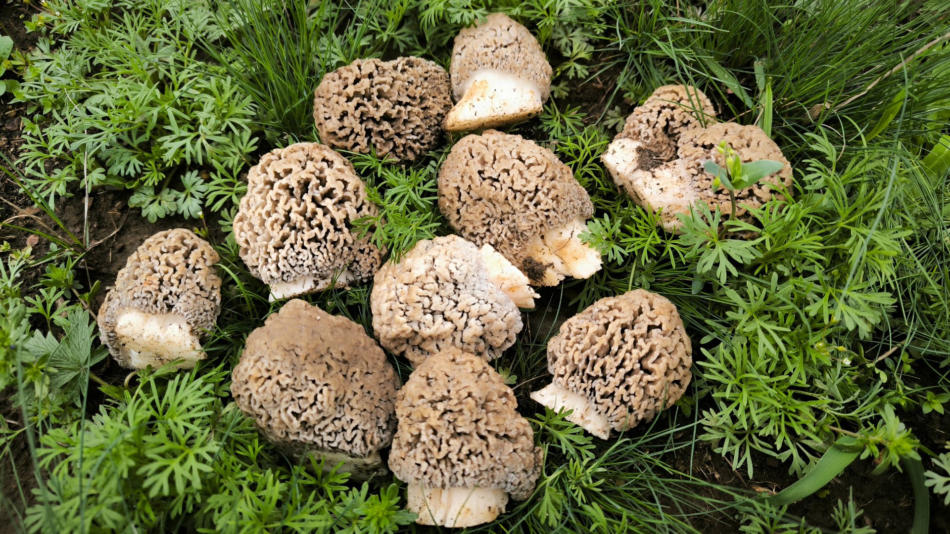 Собираю грибы весной. Нашёл поляну грибов и начал собирать. Сморчки в апреле. Сбор грибов 2025. смотреть онлайн