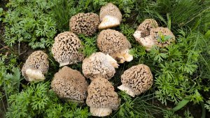 Собираю грибы весной. Нашёл поляну грибов и начал собирать. Сморчки в апреле. Сбор грибов 2025.