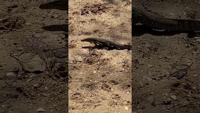 Дикий Таиланд. Вараны в деле смотреть онлайн