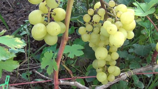 ч 5 ОБЗОР любимых СОРТОВ ВИНОГРАДА нашей семьи в ПОДМОСКОВЬЕ смотреть онлайн