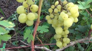 ч 5  ОБЗОР любимых СОРТОВ ВИНОГРАДА нашей семьи в ПОДМОСКОВЬЕ
