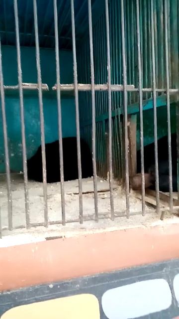 ГИМАЛАЙСКИЕ МЕДВЕДИ Himalayan bears смотреть онлайн