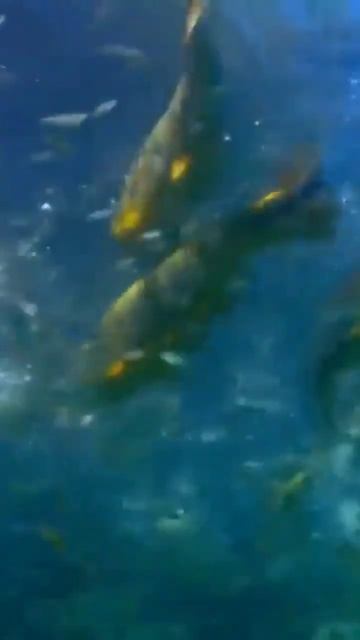 Пираньи, что будет если смотреть онлайн