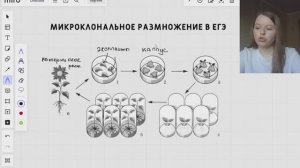 Микроклональное размножение растений в ЕГЭ по биологии