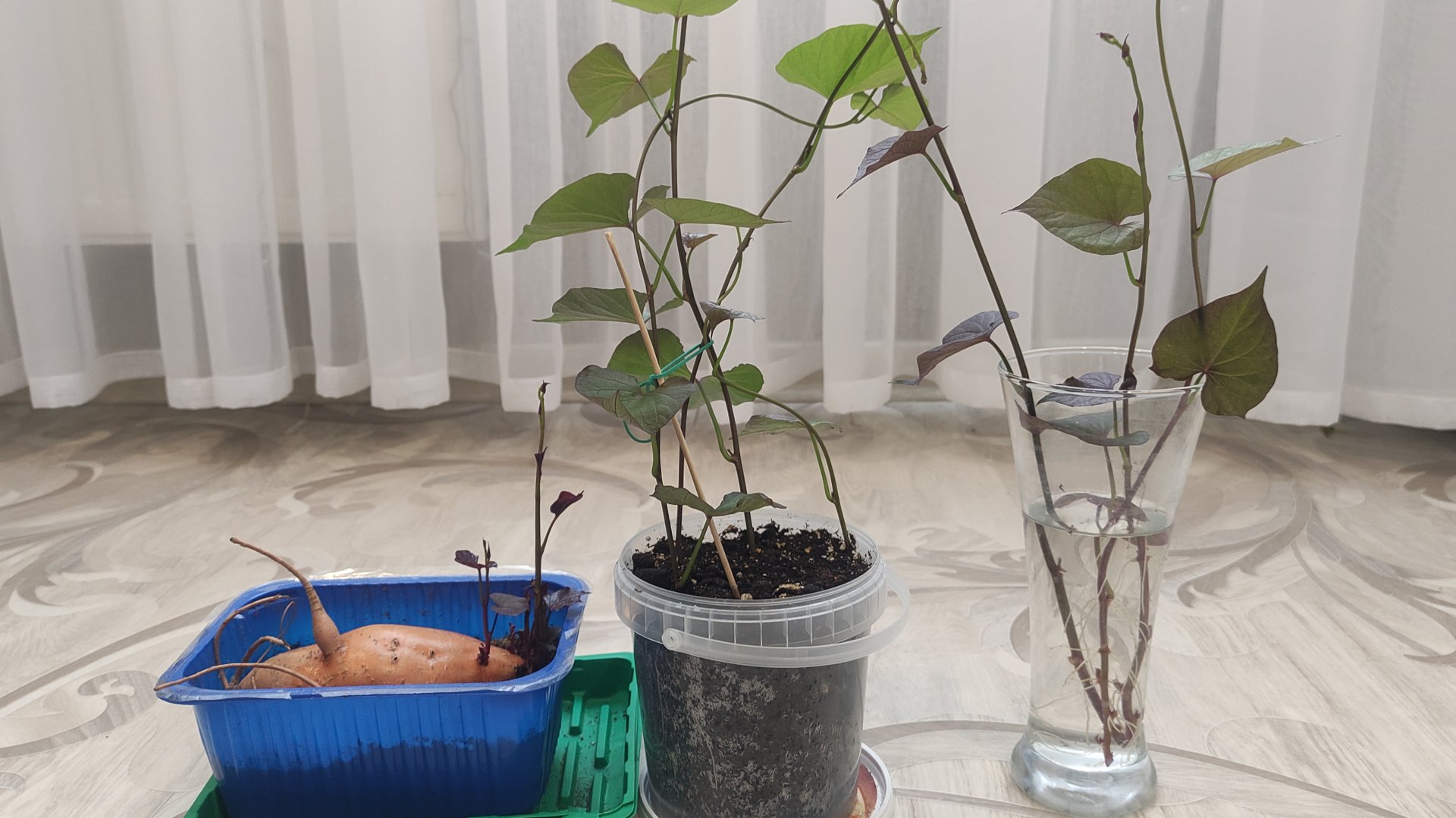 Как вырастить батат из покупного клубня. Черенкование батата. Проращивание батата. Апрель 2025. смотреть онлайн