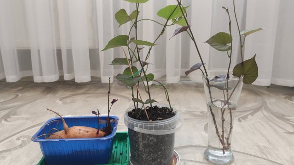 Как вырастить батат из покупного клубня. Черенкование батата. Проращивание батата. Апрель 2025.