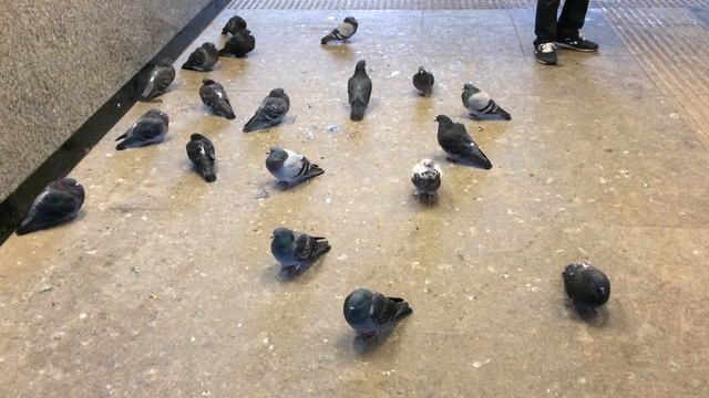Pigeons underground, Голуби под землей смотреть онлайн