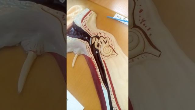 Орган слуха смотреть онлайн