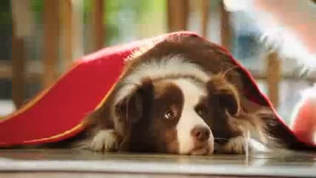 Fancy Feast Commercial short смотреть онлайн