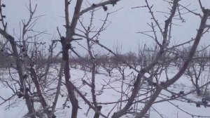 морозостойкость  черешни сорта кордия.