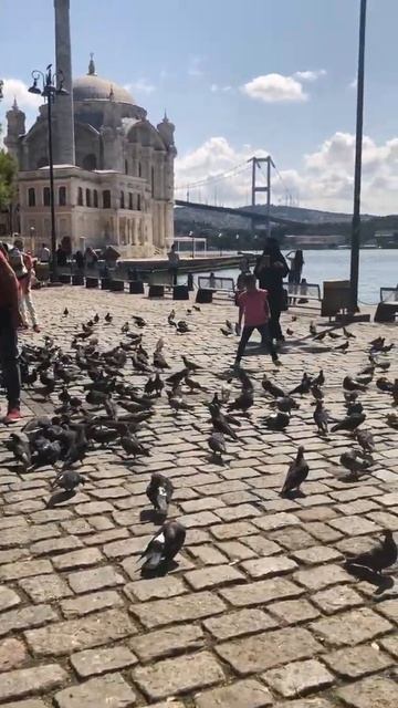 جود في تركيا جولة في أجمل وأشهر شوارع تركيا إسطنبول 😍😍A tour in Turkey with joud & feeding the bird смотреть онлайн