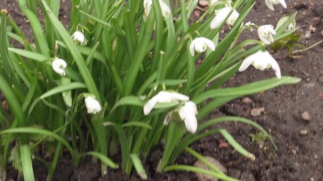 РАСЦВЕЛИ ПОДСНЕЖНИКИ НА ГРЯДКЕ смотреть онлайн