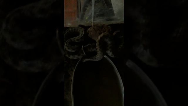 Мои водяные ужы смотреть онлайн