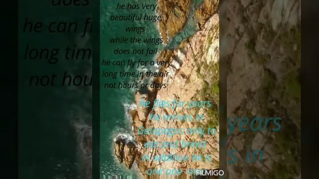 Love quotes #albatross #bird смотреть онлайн