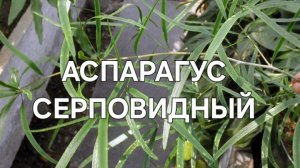 Аспарагус Серповидный