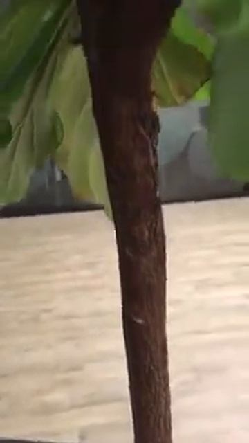 How to Notch a Ficus Lyrata (Fiddle Leaf) смотреть онлайн