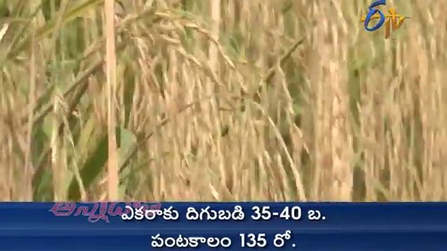Aromatic Paddy Varieties | for Seed Production in Rabi смотреть онлайн