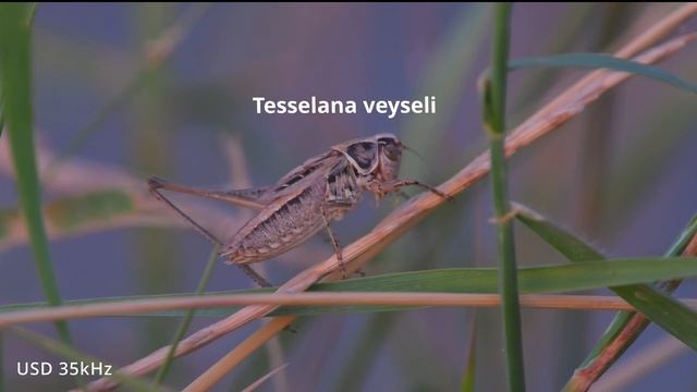 Tessellana veyseli -- Kleine Beißschrecke смотреть онлайн