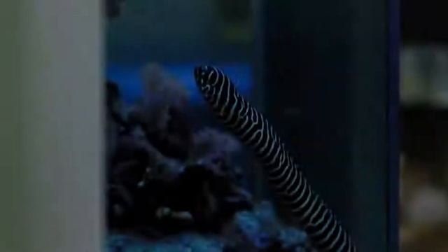 БУМЕРАНГ ДОБРА