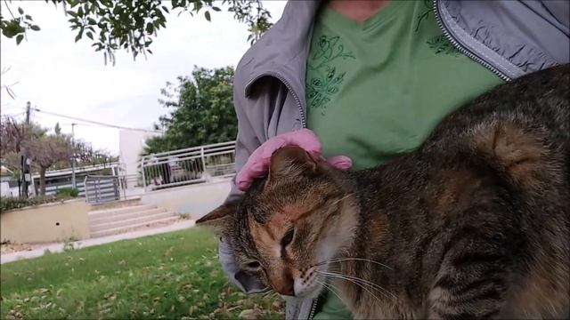 Новая кошка на ручках смотреть онлайн