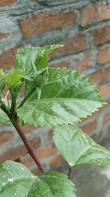 Flower | Hibiscus plant | गुड़हल | Nature #flower #garden #viral #shorts #houseplants #easyplants смотреть онлайн