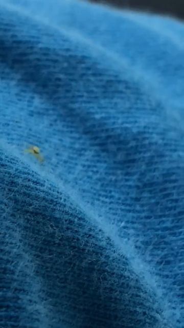 Scariest cutest spider ever смотреть онлайн