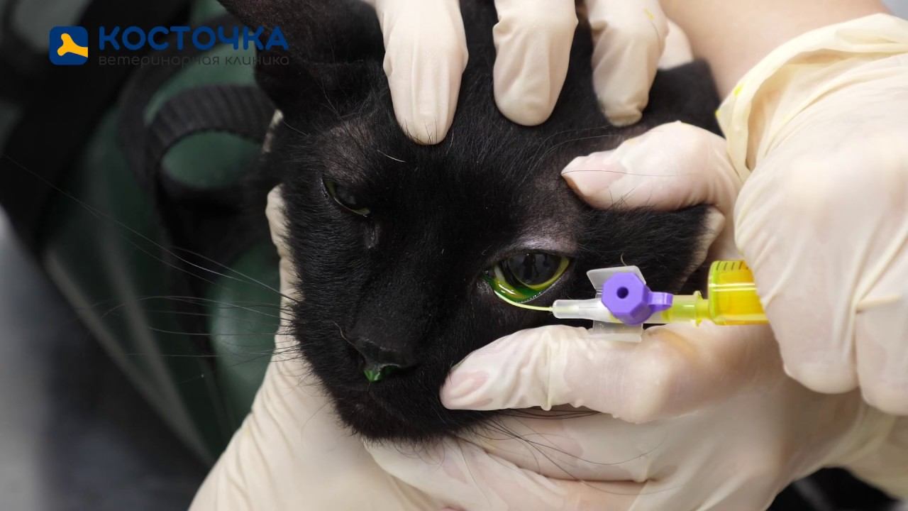 Как работает ветеринар-офтальмолог. Тест Джонса 2 смотреть онлайн