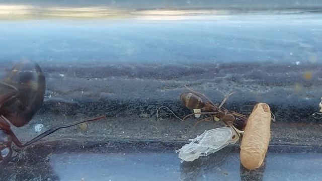 Camponotus jaliensis (Cyprus) 18.08.2021 смотреть онлайн