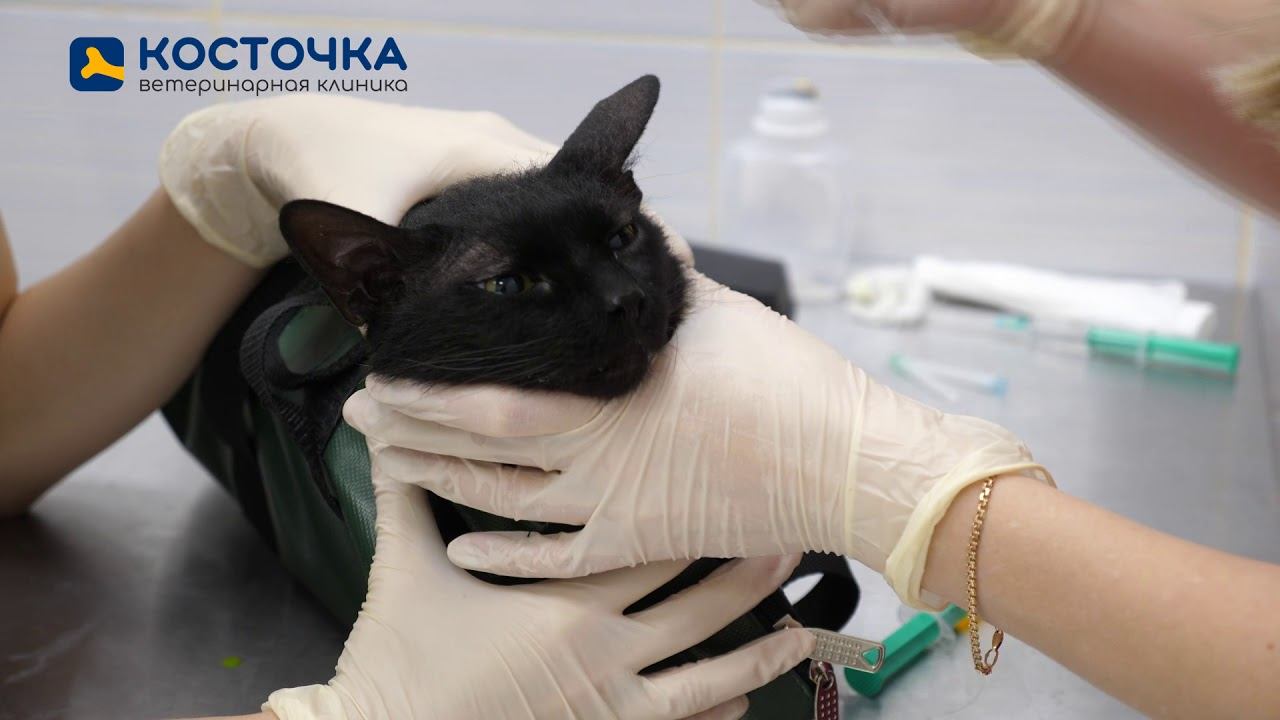 Как работает ветеринарный офтальмолог. Тест Джонса 1 для кошек и собак. смотреть онлайн