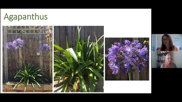 Exploring seasonality late summer perennials смотреть онлайн