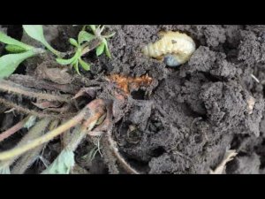Личинка майского жука (хрущ) на клубнике. Как бороться.