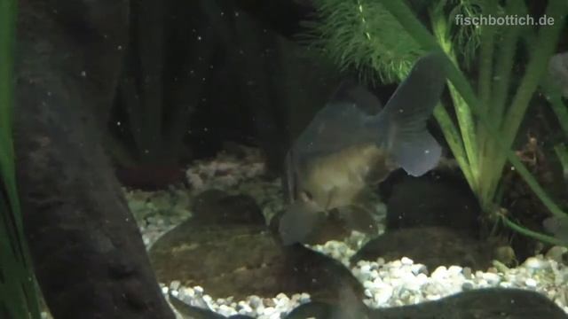 [HD] My Mirror carp / Spiegelkarpfen [5/5] смотреть онлайн