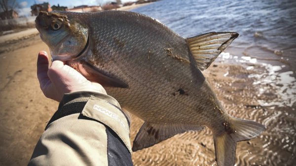 ОТ ЭТОЙ РЫБАЛКИ РУКИ ТРЯСУТСЯ! ОНО ОТСТРЕЛИВАЕТ ФИДЕР, НЕУЖЕЛИ ОГРОМНЫЙ ЛЕЩ Рыбалка 2025