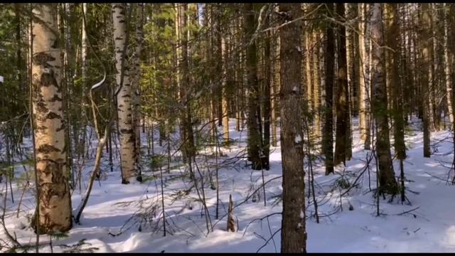Дикая Россия, Ханты-Мансийск. Степень доверия лесных птиц смотреть онлайн