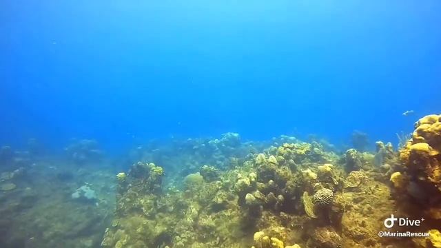 Cuban Last Reef смотреть онлайн