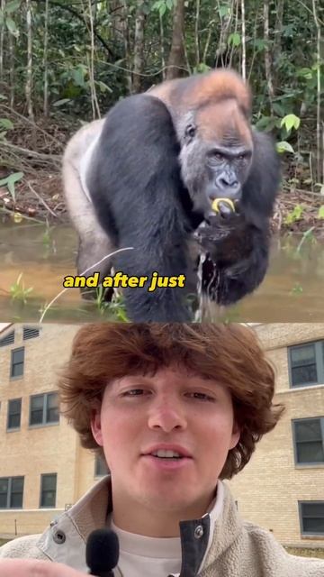 Wild gorilla encounter смотреть онлайн