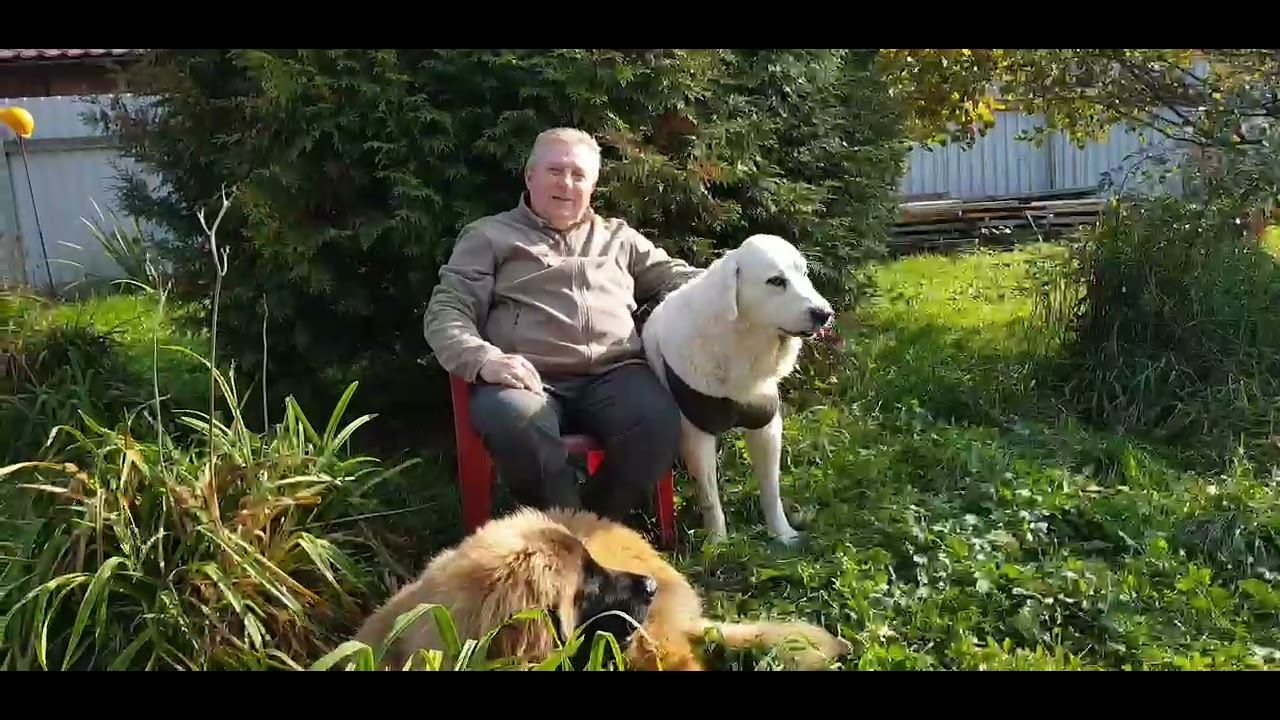 Лапароскопическая кастрация (отзыв) смотреть онлайн