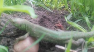 Зеленая ящерица