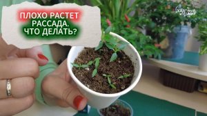 ПОЧЕМУ ПЛОХО ВСХОДЯТ СЕМЕНА  - РАССАДА ПЛОХО РАСТЕТ. ЧТО ДЕЛАТЬ?